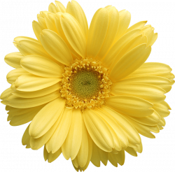Daisy free clip art - Clipartix | Tattoo Ideas | Flowers, Gerber ...
