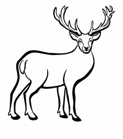 Download for free 10 PNG Deer clip art buck top images at ...