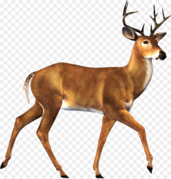 White Background clipart - Deer, Reindeer, Wildlife ...
