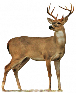 Deer clipart transparent background, Deer transparent ...