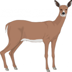 Free Doe Cliparts, Download Free Clip Art, Free Clip Art on Clipart ...