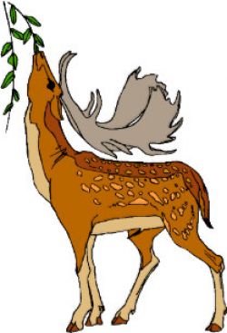 Deer Eating Postcards | Zazzle NZ