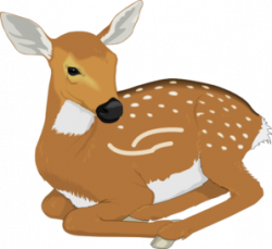 Free Baby Deer Cliparts, Download Free Clip Art, Free Clip Art on ...