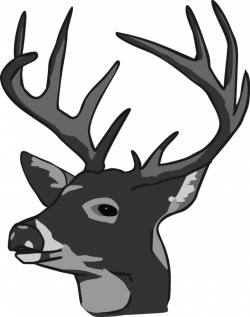 Free Deer Head Cliparts, Download Free Clip Art, Free Clip Art on ...