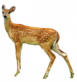 Deer clip art clipart clipartcow - Clipartix