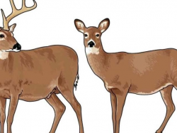 Free White Tailed Deer Clipart, Download Free Clip Art on Owips.com
