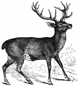 Stag | ClipArt ETC