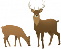 deer-free-PNG-transparent-background-images-free-download-clipart ...