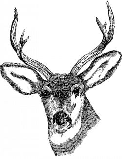 Deer PNG Images Transparent Free Download | PNGMart.com