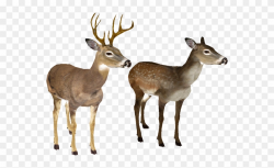 Deer Clipart Transparent Background - White Tailed Deer White ...