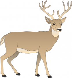 Free Cartoon Pictures Of Deer, Download Free Clip Art, Free Clip Art ...