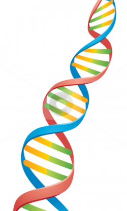 Free DNA Cliparts, Download Free Clip Art, Free Clip Art on ...
