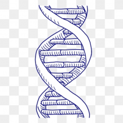 Dna Clipart Images, 50 PNG Format Clip Art For Free Download ...