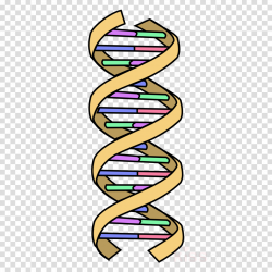 Pattern Background clipart - Dna, Biology, Line, transparent ...