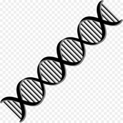 Line Cartoon clipart - Dna, Graphics, Black, transparent ...