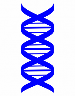 Dna Png, Download Png Image With Transparent Background ...