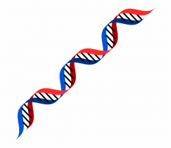 Dna Png Dna Red And Blue - Clip Art Library