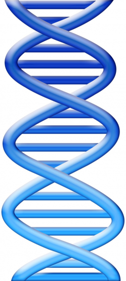 Dna cute clipart - ClipartBarn