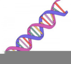 Free Animated Dna Clipart | Free Images at Clker.com ...