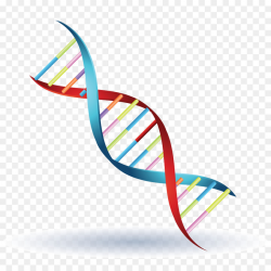 Double Helix png download - 1024*1024 - Free Transparent ...