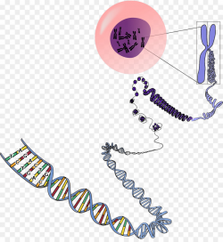 Science Cartoon clipart - Dna, Genetics, Biology ...