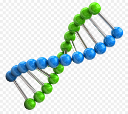 chromosome png clipart Chromosome DNA clipart - Dna ...