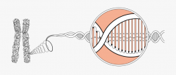 Chromosome Png - Chromosomes Made Of Dna #401399 - Free ...