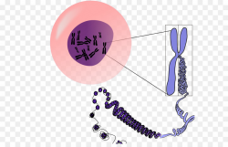 Chromosome Purple png download - 636*567 - Free Transparent ...
