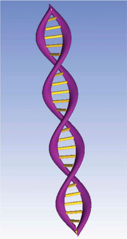 3D DNA double-helix structure comprised phosphate backbones ...
