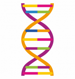 Dna Png Images Free Download Dna Png - Clip Art Library