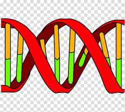 DNA replication DNA polymerase Nucleic acid double helix ...