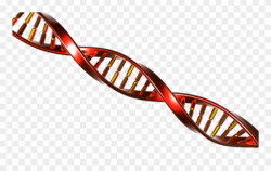 Dna clipart red, Dna red Transparent FREE for download on ...