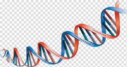 Blue and red DNA illustration, DNA Heredity , dna ...