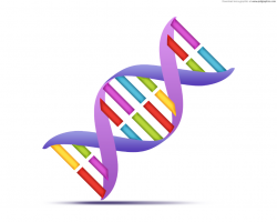 Helix DNA Strand Clipart - Clip Art Bay