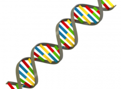 Dna Clipart | Free download best Dna Clipart on ClipArtMag.com