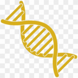 Download for free 10 PNG Dna clipart strand top images at ...