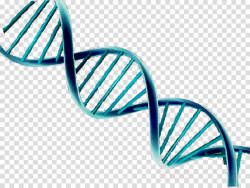 Double Helix clipart - Dna, Line, transparent clip art