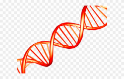 Dna Structure Clipart Clipart Transparent Background - Red ...