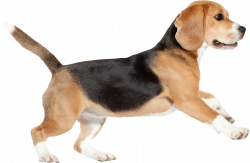 Beagle dog graphic royalty free - RR collections