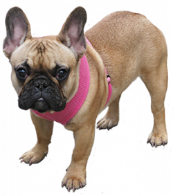 Dog Clip Art - Dog Cartoon Illustrations & Sketches