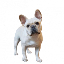 Health – Bell's Beauties French Bulldogs