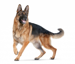 german shepherd dog clipart - image #10