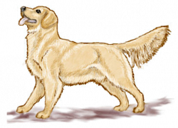 Golden Retriever Clipart