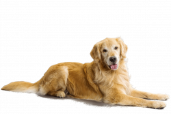 Golden retriever dog png free - RR collections