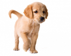 Golden Retriever Puppy PNG Image