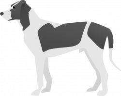 Dog breed Italian Greyhound American Pit Bull Terrier Siberian Husky ...