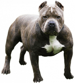 Pitbull Looking At You transparent PNG - StickPNG