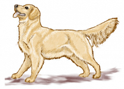 Free Yellow Husky Cliparts, Download Free Clip Art, Free Clip Art on ...