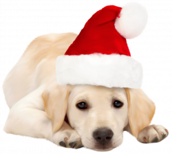 Dog with Santa Hat PNG Clipart - Best WEB Clipart