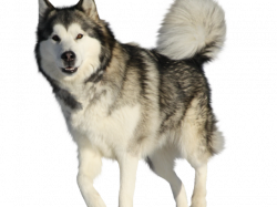 Picture library library husky dog - RR collections